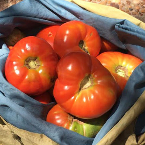 Semillas Tomate Platense X 5 Gr - Huerta Verduras Hortalizas