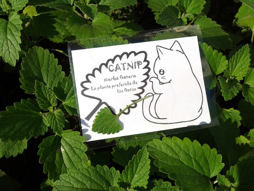 Catnip Seco Deshidratado Nepeta Cataria Menta Gatuna Gatera