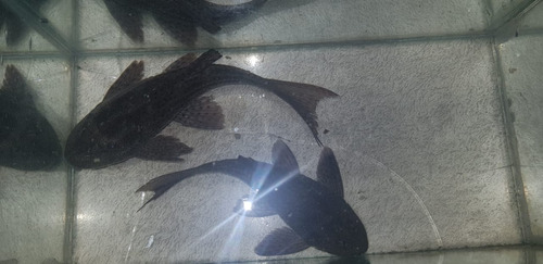 Limpia Vidrios 15 Cm Medianas Agua Fria O Tropical