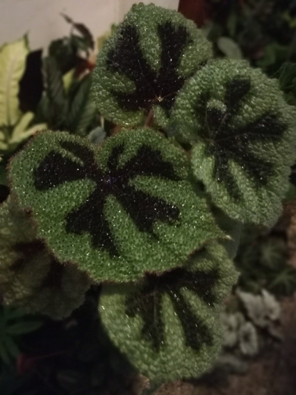 Plantas Begonia | MercadoLibre ?
