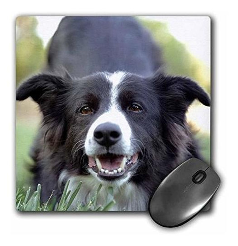 3drose Mouse Pad Fotografia De Un Border Collie Con Sus Ojos