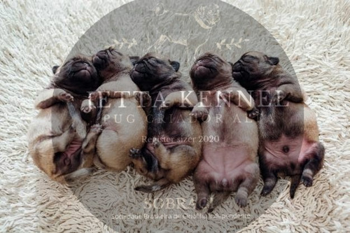 Imagem 3 de 5 de Pug Abricot Puros