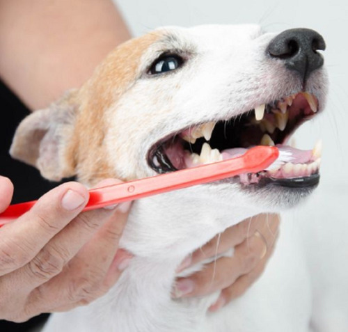 Imagem 7 de 9 de Kit Higiene Bucal Escova Dental Dedeira Pet Cachorro 3 Pçs