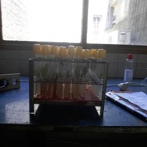 Clonacion Plantas Micropropagacion A Pedido Cultivo In Vitro