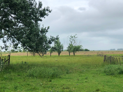 Imagen 6 de 10 de Muy Buen Campo 100 Ha - Pdo De Punta Indio