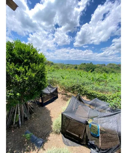 Finca Para La Venta De 5 Cuadras En Circasia