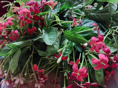Semillas 10 Quisqualis Indica Piscuala Flores Todo El Año