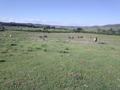 Campo De 110 Hectáreas, Con Arroyo, Buen Acceso