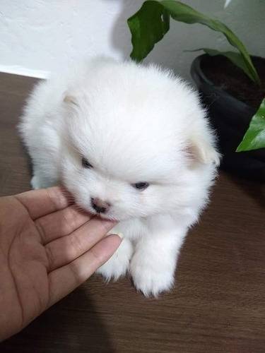 Imagem 1 de 3 de Spitz Alemão Anão