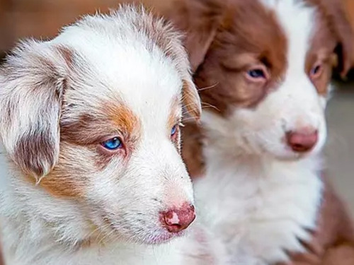 Hermosos Border Collie