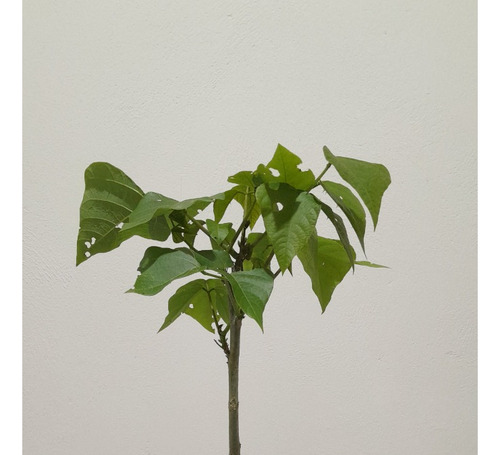 Mulungu Do Litoral - Eritrina Candelabro - 1 Muda