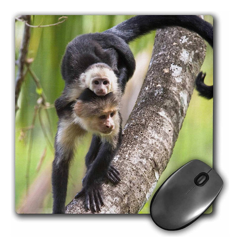 Alfombrilla De Mouse Imagen Monos Capuchinos Corcovado 8 X 8