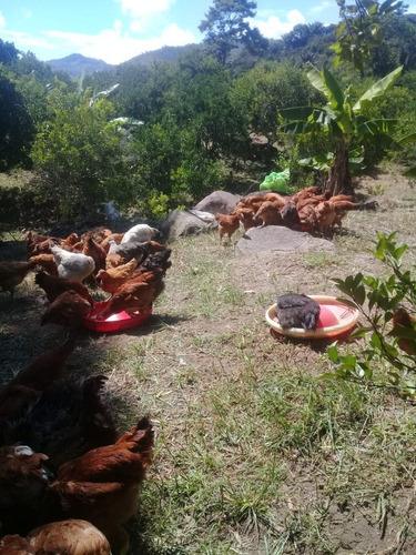 Imagen 5 de 5 de Se Vende Gallinas