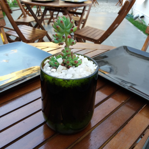 Suculenta Little Terrario 10 The Little Yisus