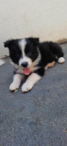 Filhotes De Boder Collie