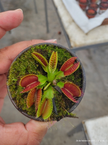 Venus Atrapamoscas, Red Dragon, Capensis Red Y Sarracenia 