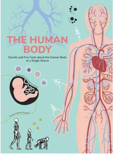 The human body: SECRETS AND FUN FACTS ABOUT THE HUMAN BODY AT A SINGLE GLANCE, de AMICIS, GIULIA DE. Editora WHITE STARS KIDS, capa mole em inglês