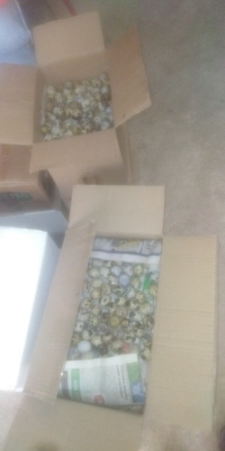 Imagen 3 de 3 de Venta De Huevitos De Codorniz Al Por Mayor Y Menor