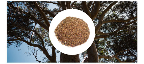Sementes De Eucalipto Grandis - 30gr De Sementes
