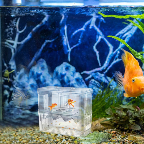 Tanques De Cría De Peces Caja De Cría De Peces Caja De Aisla