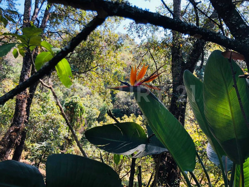 Terreno Venta Cocuatla Tepoztlan San Juan Tlacotenco Ocotes Tepoztlan Morelos