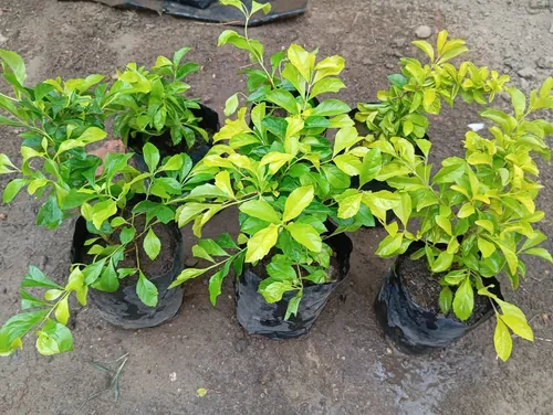 Plantas De Garbancillo
