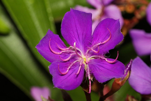 300 Sementes Quaresmeira Roxa Tibouchina Granulosa Árvore
