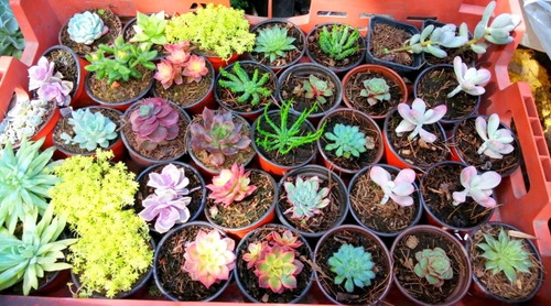 Imagen 1 de 7 de 10 Suculentas Exoticas Más Costo De Envío