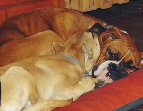 Guardería Canina, Sin Cañiles Ni Jaulas. Del Viso