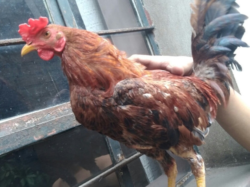 Gallo De Pelea