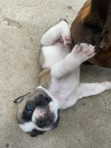 Imagen 5 de 5 de Bulldog Francés Bebé Entrega 20 De Marzo