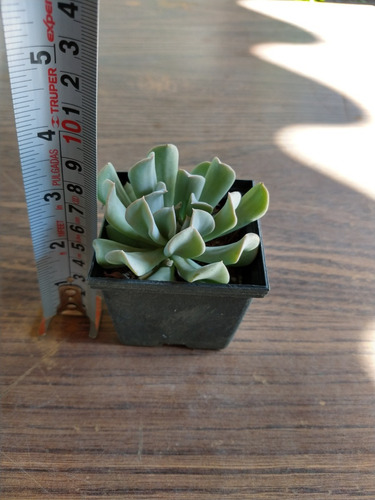 Echeveria Runyonii 15 Pzas