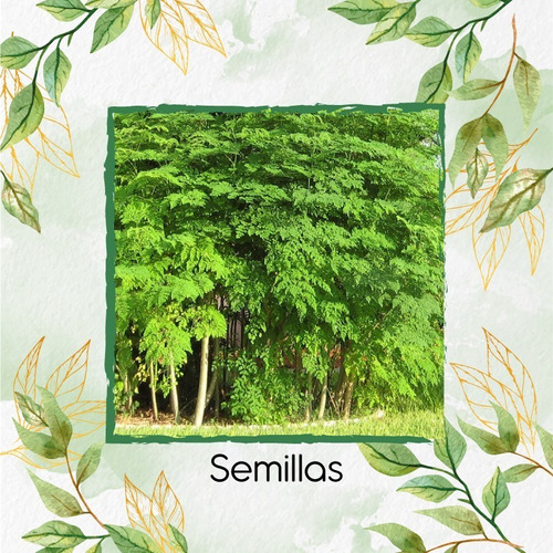 150 Semillas De Árbol Moringa Oleifera