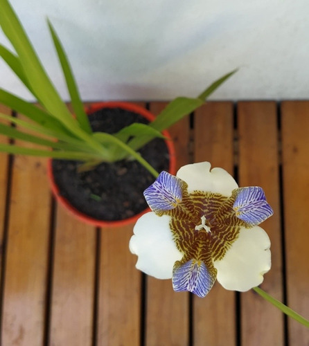 Neomaricas Iris Caminante Flor De Un Dia Orquidea Salvaje | MercadoLibre