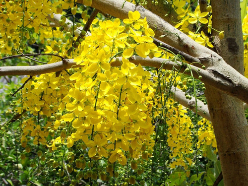 Semillas De Arbol De Lluvia De Oro ( Cassia Fistula )