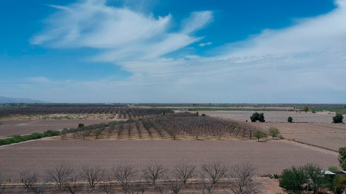 Terreno Con Nogales En Venta En San Pedro De Las Colonias, Coahuila