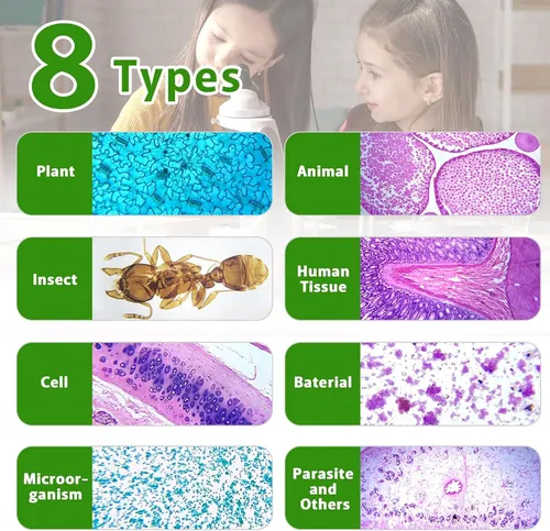 120 Portaobjetos De Microscopio Con Muestras, Diapositivas