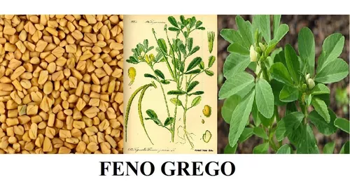 Sementes de Feno Grego, trigonella foenum-graecum