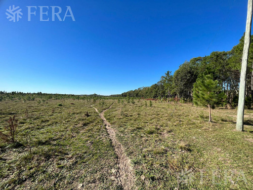 Venta De Campos En Santa Rosa - Concepción - Corrientes