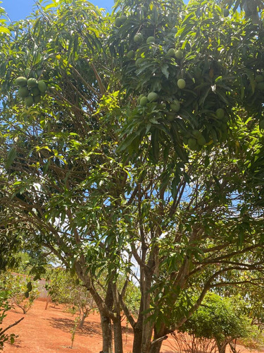 Imagem 4 de 29 de Chácara 5mil M2, Casa Sede Com 3 Suítes, Chále Grande Com Área Gourmet, Piscina Aquecida, Campo De Futebol, Pomar Com Pés De Frutas - Ch00186 - 70446769
