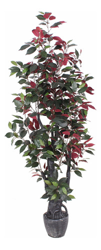 Amerique Ficus Capensia - Planta De Seda Artificial De 5 Pi.