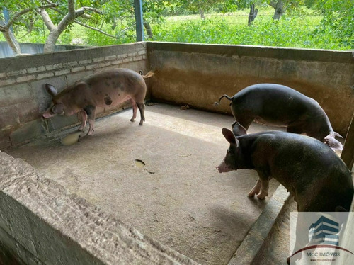 Imagem 9 de 10 de Granja A Venda Em Macaíba