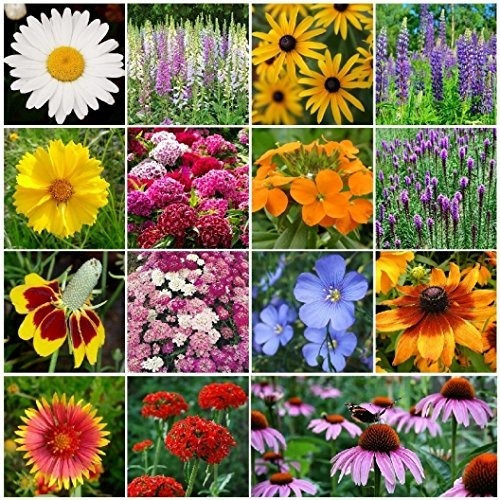 David's Garden Seeds Flower Todas Las Semillas Perennes