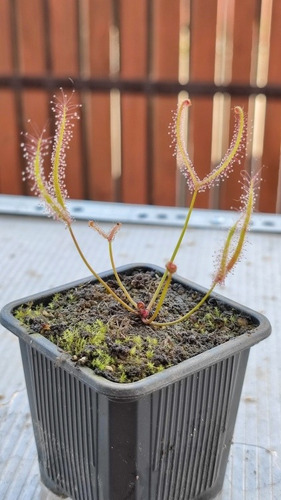 Drosera Binata - Planta Carnivora