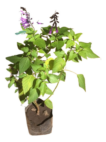 Salvia Violeta  Guaranitica Planta Nativa Para Colibríes