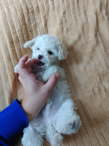 Cachorro Caniche Toy Macho Blanco De 60 Días, Pelaje Largo