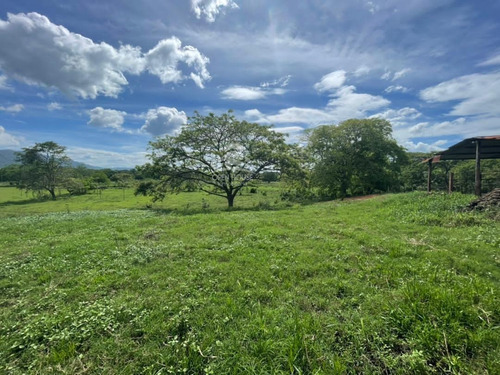 Imagen 3 de 17 de Finca En Venta Ubicada En San Jose De Sanare Estado Falcon.