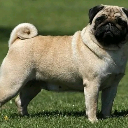  Perro Pugg Para Monta 