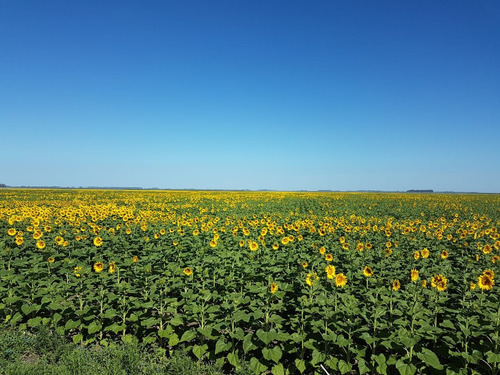 Venta Campo General Pinto