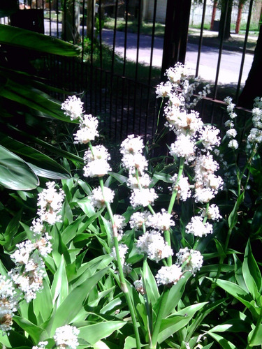 Callisia Fragans Esqueje Para Plantar
